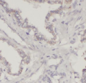 NIBAN1 Antibody