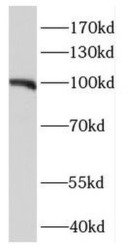 NIBAN2 Antibody