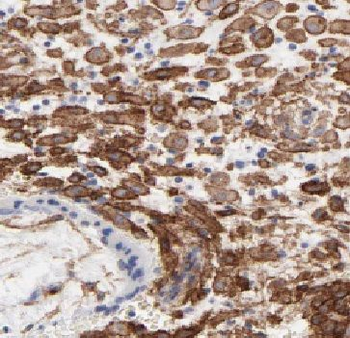 NIBAN2 Antibody