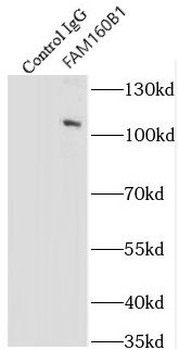 FHIP2A Antibody