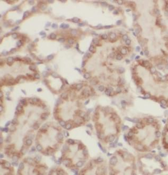 FAM20C Antibody
