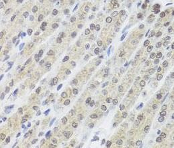 FANCL Antibody