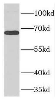FARSB Antibody