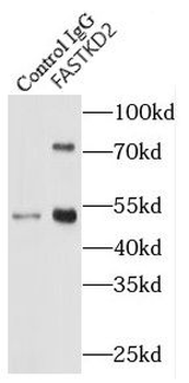 FASTKD2 Antibody