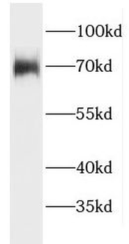 FASTKD3 Antibody