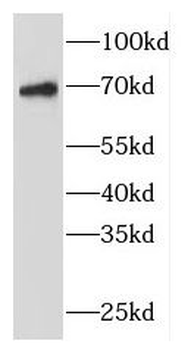 FBF1 Antibody