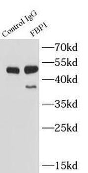 FBP1 Antibody