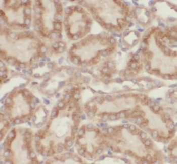 FBP1 Antibody