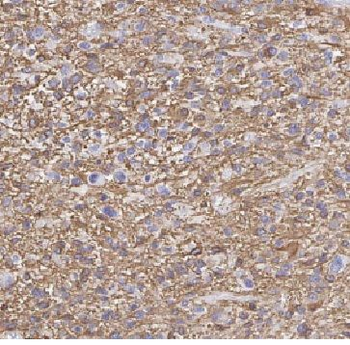 FBXO6 Antibody