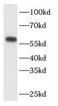 FBXO7 Antibody