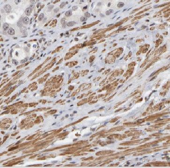 FBXO9 Antibody