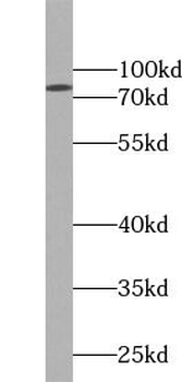 FBXW7 Antibody