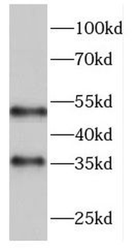 FCN3 Antibody