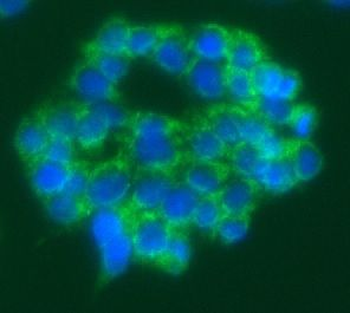 FDX1 Antibody