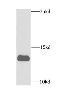 FDX1 Antibody