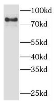 APBB1 Rabbit Polyclonal Antibody