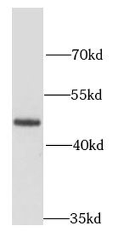 FEN1 Antibody