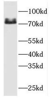 FERMT3 Antibody