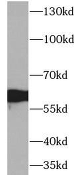 AHSG Antibody