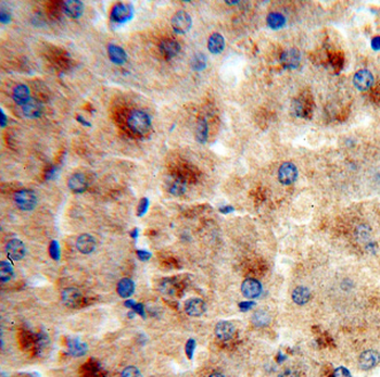 FETUB Antibody