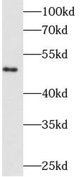 FGB Mouse Monoclonal Antibody