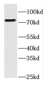FGD3 Antibody