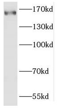 FGD5 Antibody