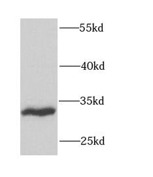 FGF13 Antibody