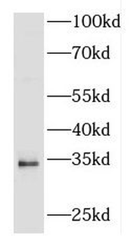 FGF5 Antibody