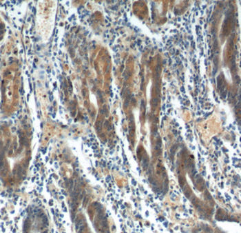 FGF5 Antibody