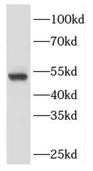 CEP43 Antibody