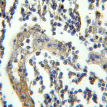 CEP43 Antibody