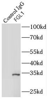FGL1 Antibody