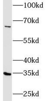 FGL1 Antibody