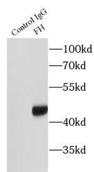 FH Antibody