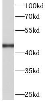 FH Antibody