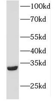FHL2 Antibody