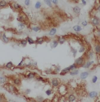 FGB Rabbit Polyclonal Antibody