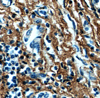 FMOD Antibody