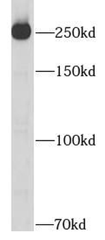 FN1 Mouse Monoclonal Antibody