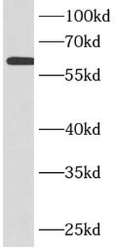 FBLN5 Antibody