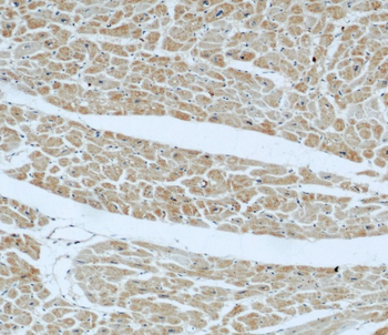 FBLN5 Antibody