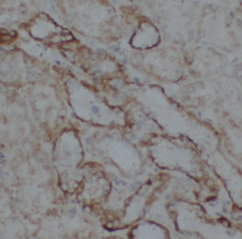 FICD Antibody