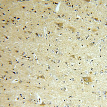 FIS1 Antibody