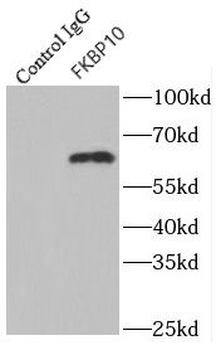 FKBP10 Antibody