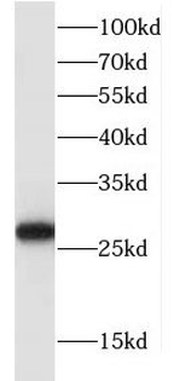 FKBP14 Antibody