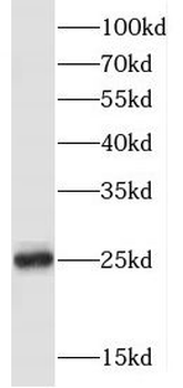 FKBP3 Antibody