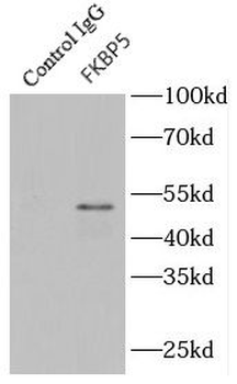 FKBP5 Antibody