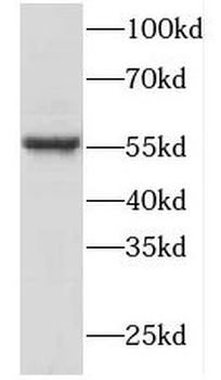 FKBP4 Antibody