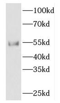 FKBP8 Antibody